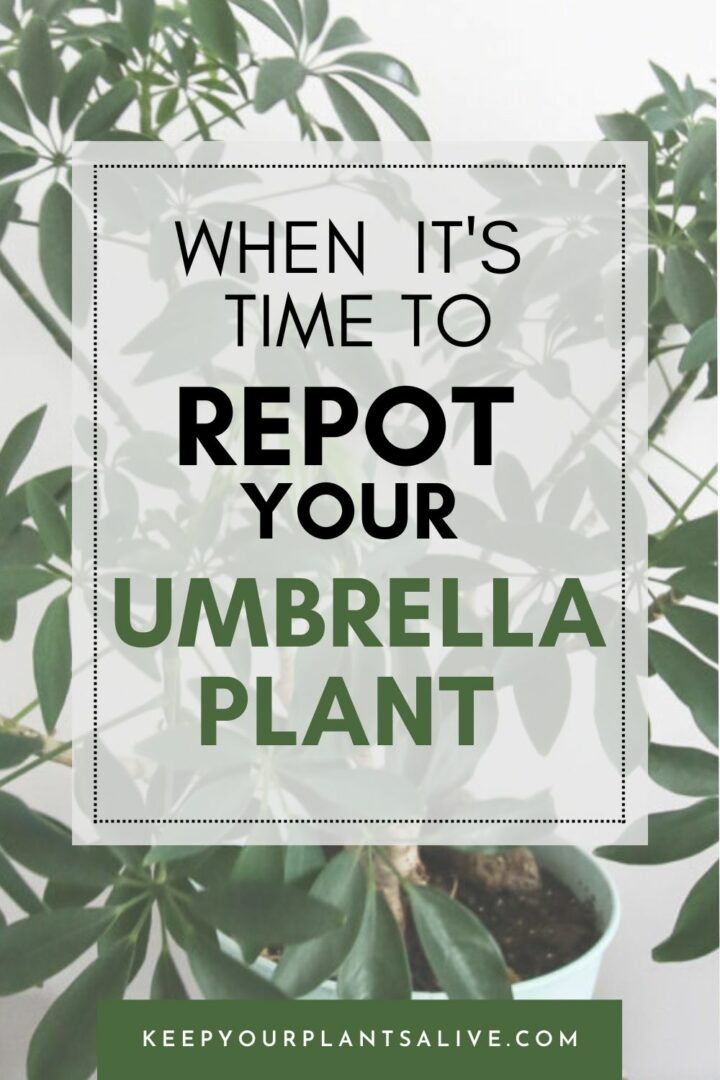 How Often To Repot Umbrella Plant