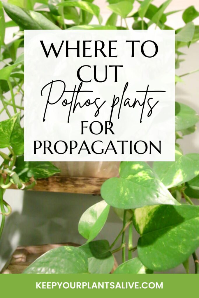 where to cut pothos plants for propagation