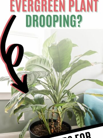 why is my chinese evergreen plant drooping
