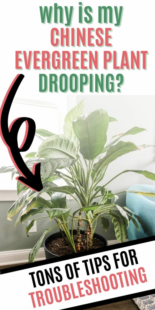 why is my chinese evergreen plant drooping