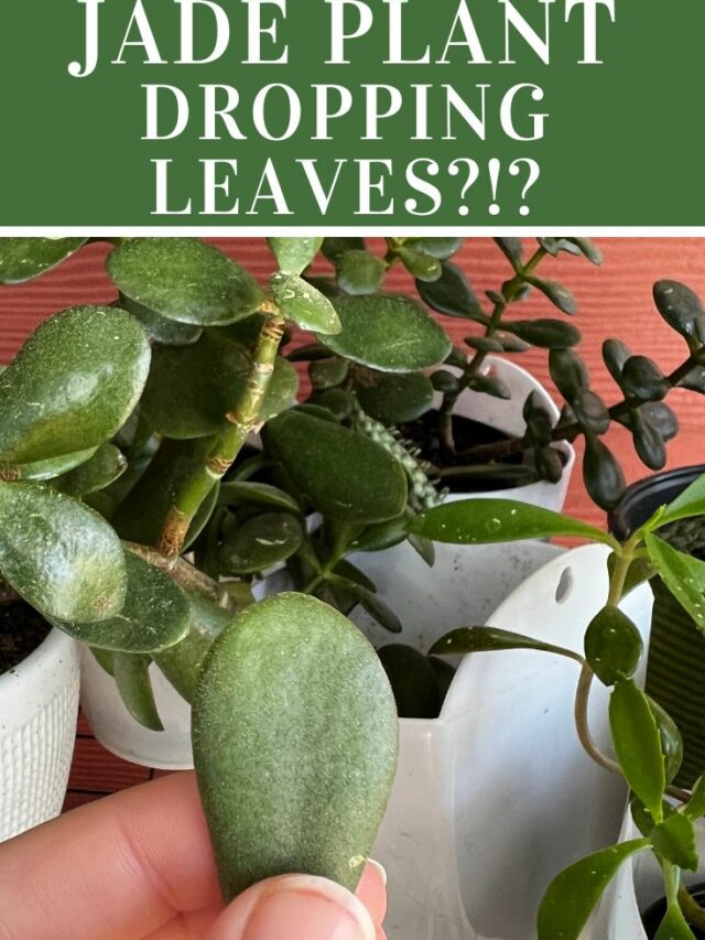Why is my jade plant turning yellow? keep your plants alive