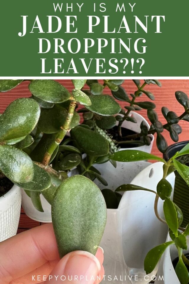 Why is my jade plant dropping leaves? keep your plants alive