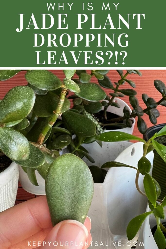 why is my jade plant dropping leaves