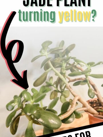 why is my jade plant turning yellow