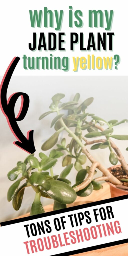 why is my jade plant turning yellow