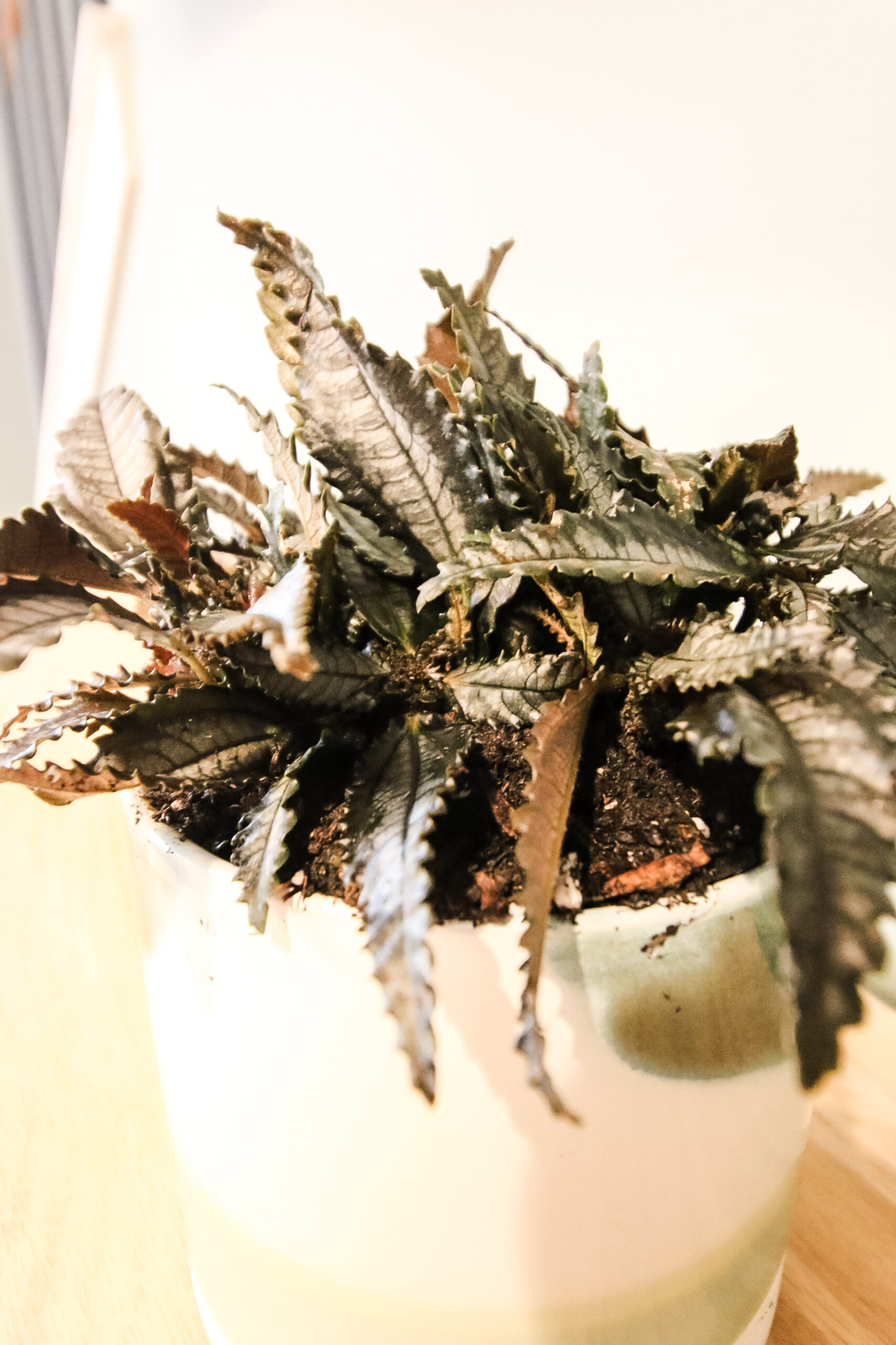 Pilea Dark Mystery plant care guide keep your plants alive