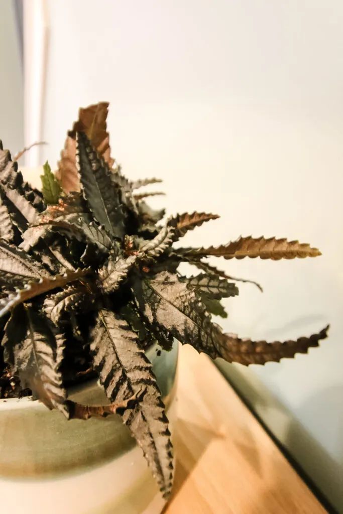 pilea dark mystery plant in a ceramic pot close up