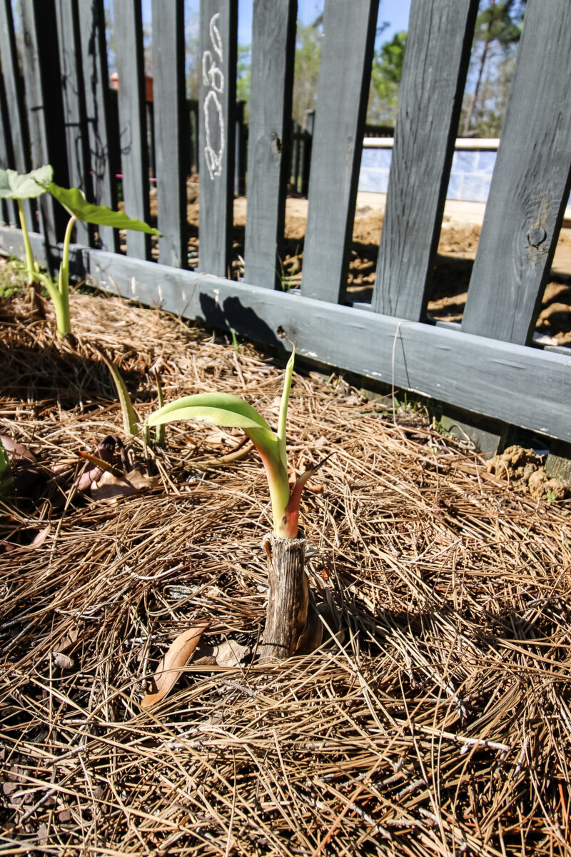 Blue java ice cream banana tree care guide keep your plants alive