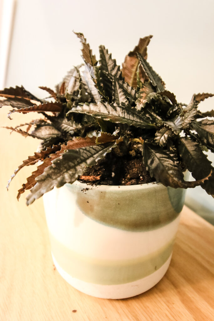 pilea dark mystery plant in a ceramic pot