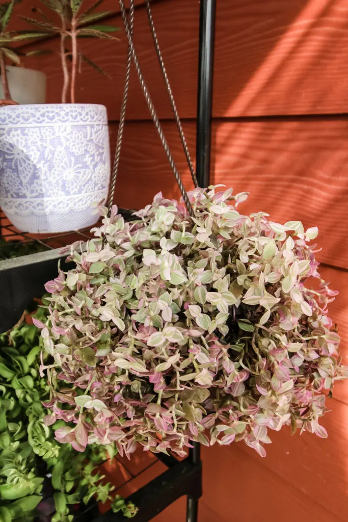 Callisia repens Pink Lady in a hanging pot