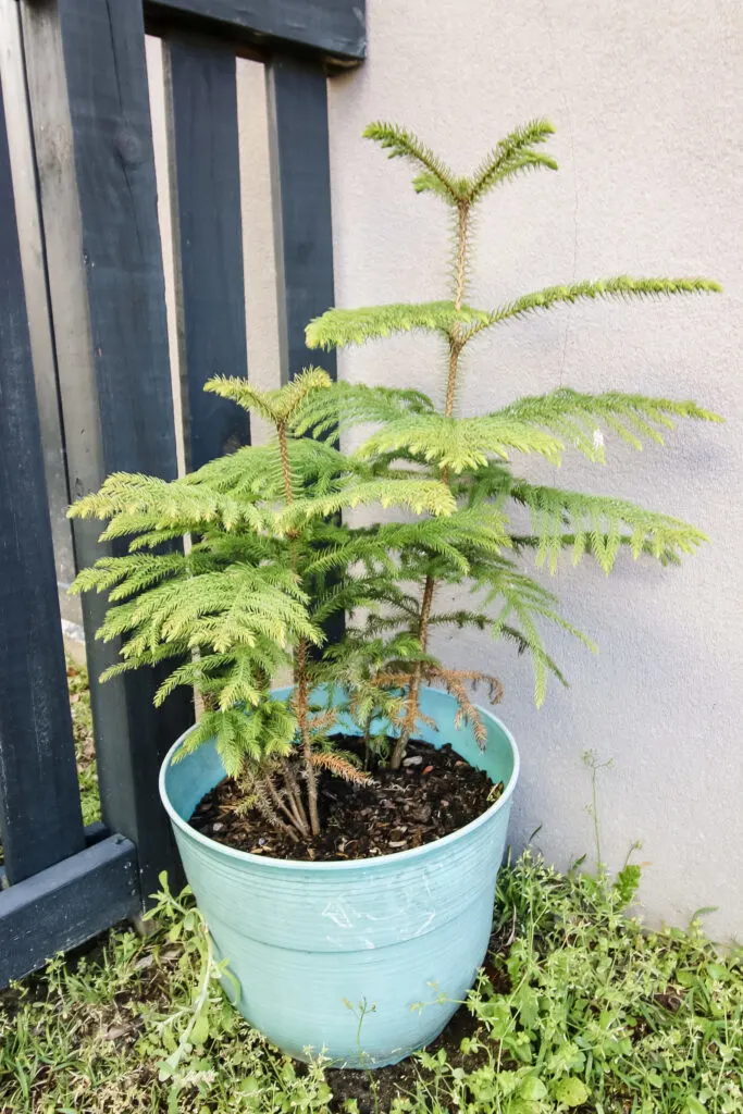 norfolk island pine plant in a pot