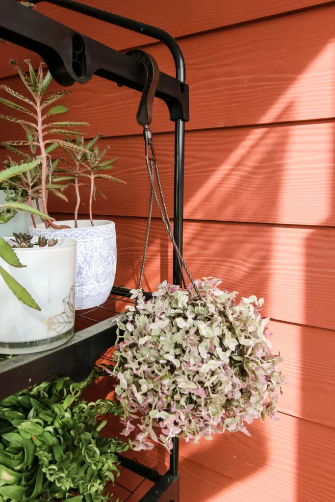 Callisia repens Pink Lady in a hanging pot