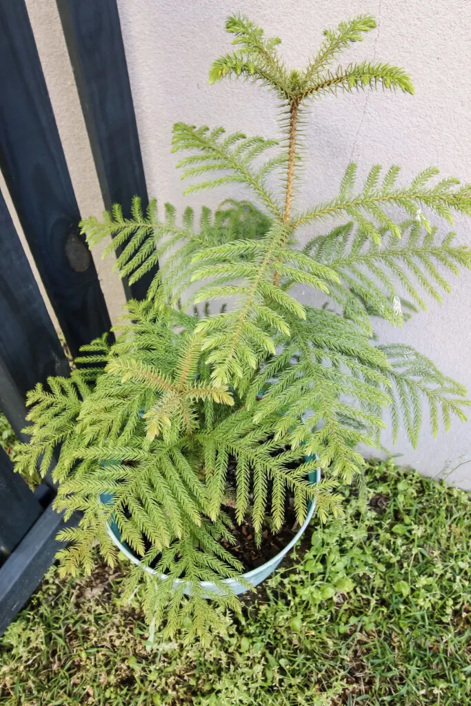 norfolk island pine plant in a pot