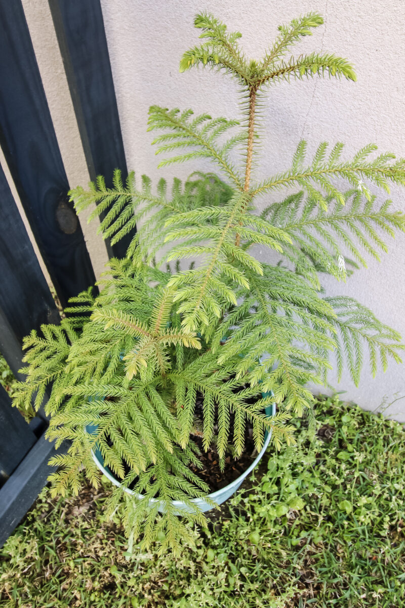 How to fertilize a Norfolk Pine keep your plants alive