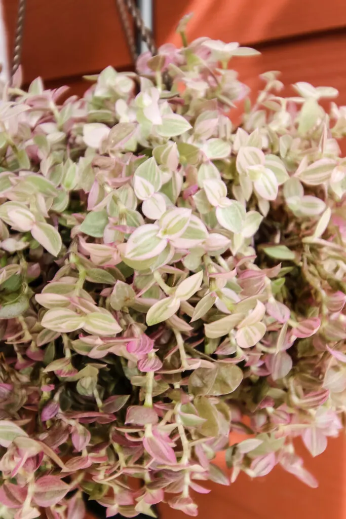 Callisia repens Pink Lady close up