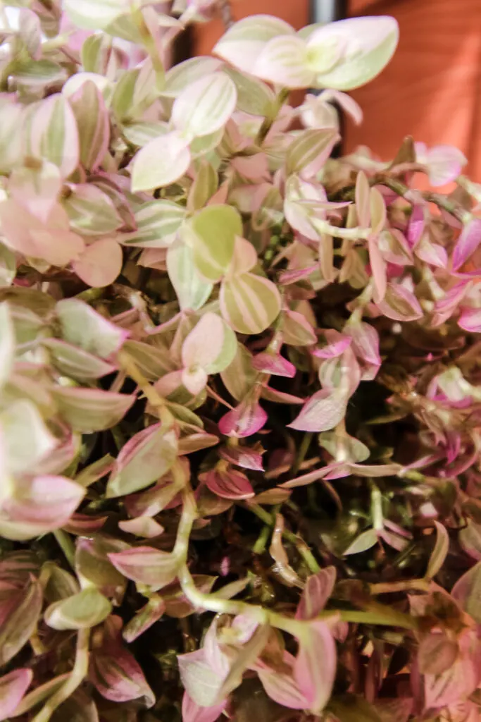 Callisia repens Pink Lady close up