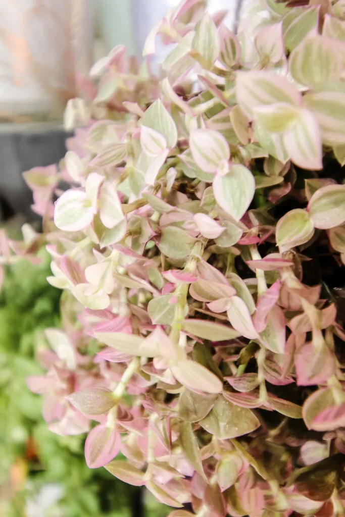 Callisia repens Pink Lady close up