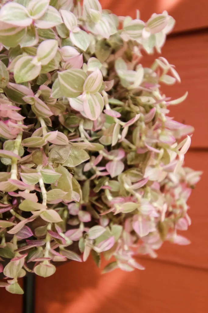 Callisia repens Pink Lady close up