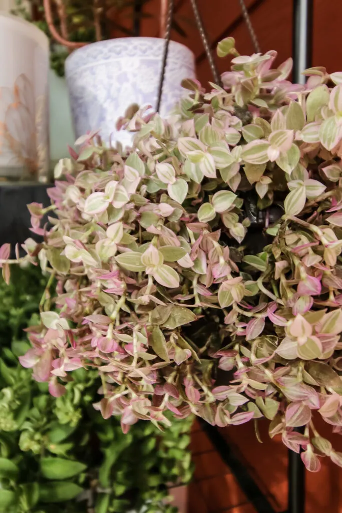 Callisia repens Pink Lady close up