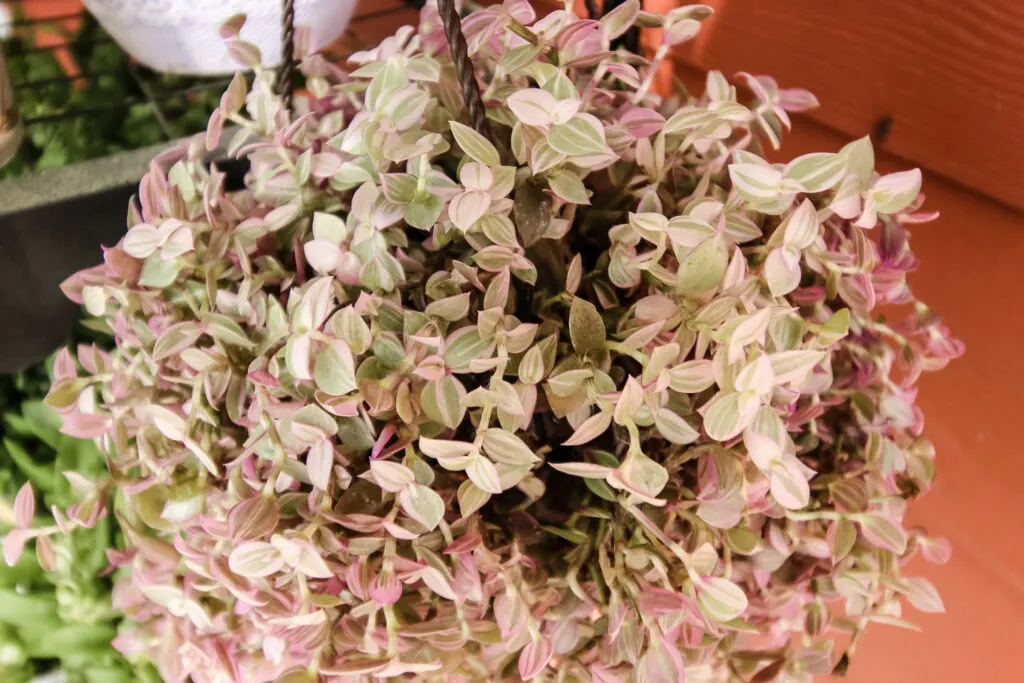 Callisia repens Pink Lady close up