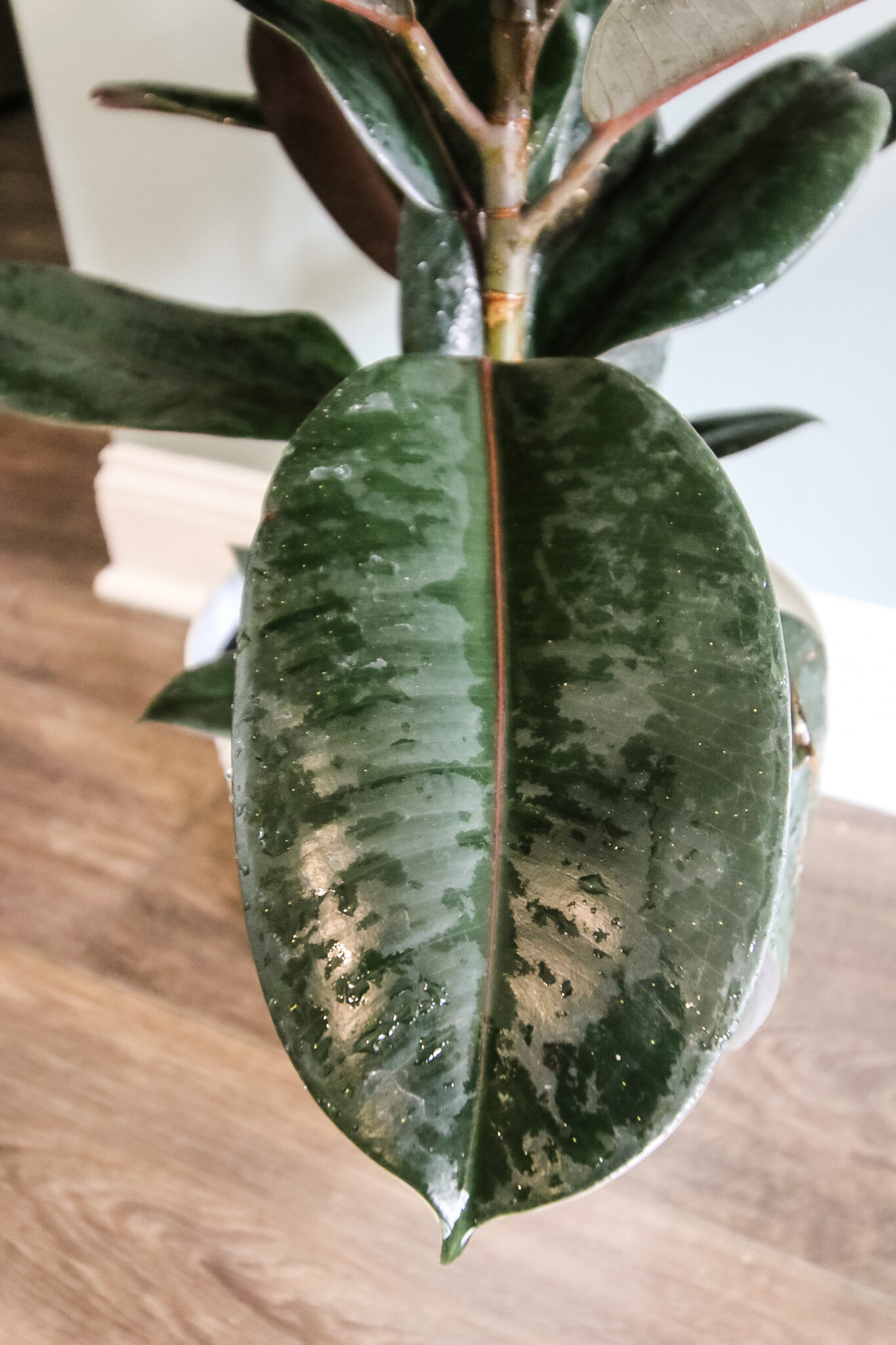 Ficus burgundy rubber plant care guide keep your plants alive