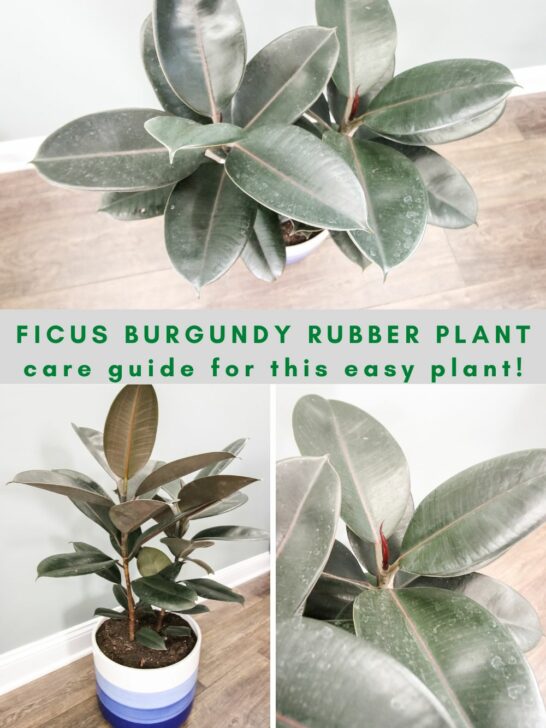 Ficus burgundy rubber plant care guide