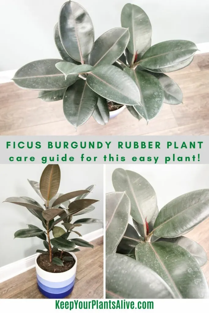 Ficus burgundy rubber plant care guide