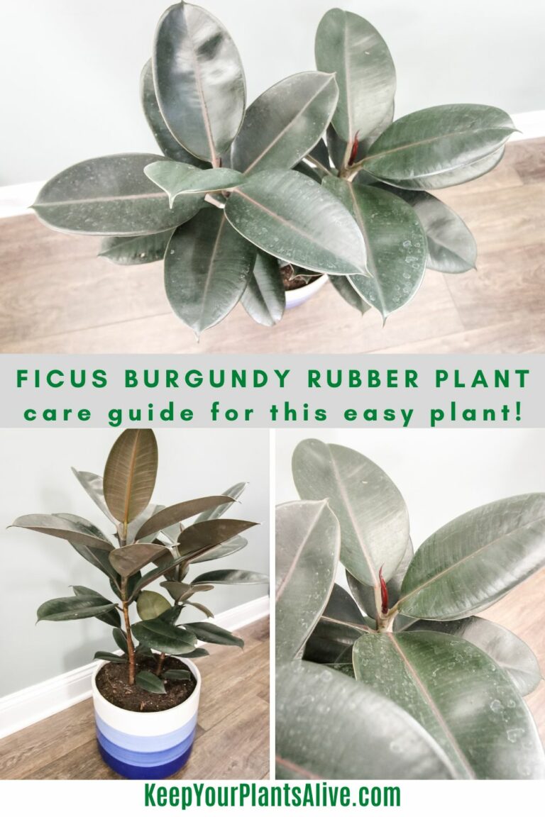 Ficus burgundy rubber plant care guide - keep your plants alive