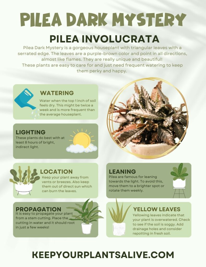 Pilea Dark Mystery Plant Care Guide