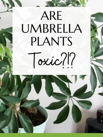 are umbrella plants toxic
