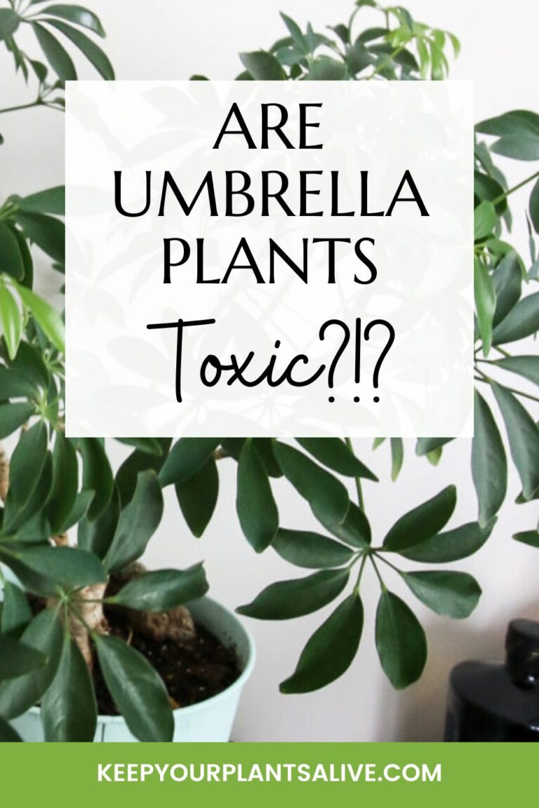 Are umbrella plants safe for pets? keep your plants alive