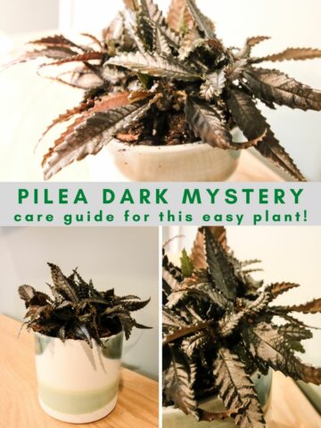 pilea dark mystery plant care guide