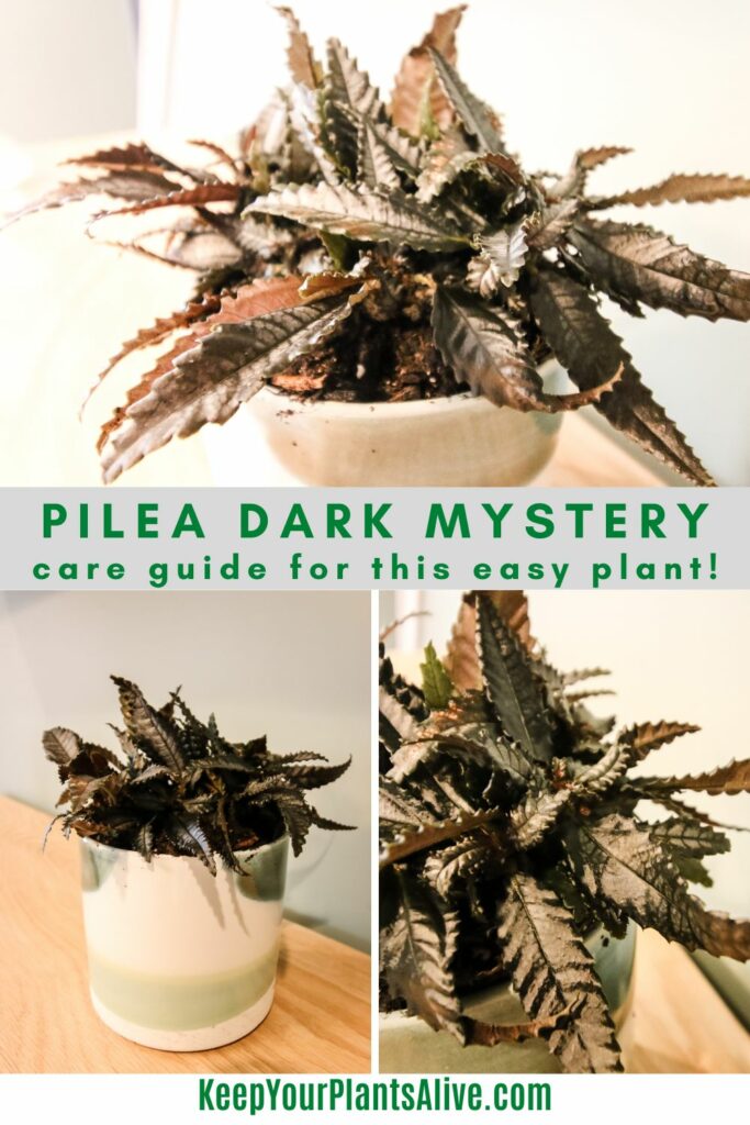pilea dark mystery plant care guide