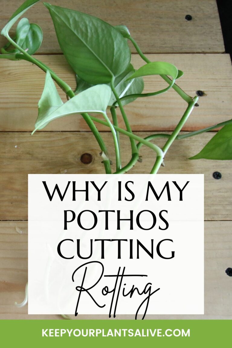 Why are my pothos cuttings rotting keep your plants alive