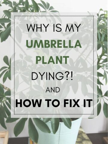 why is my umbrella plant dying and how to fix it