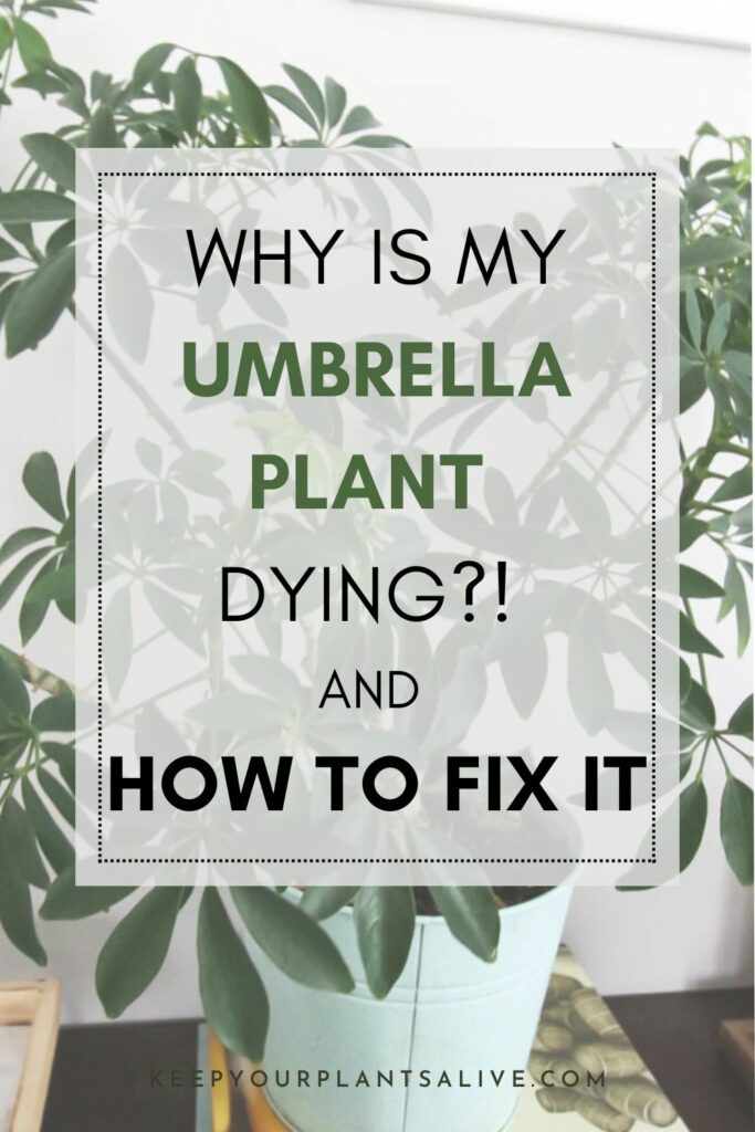 why is my umbrella plant dying and how to fix it