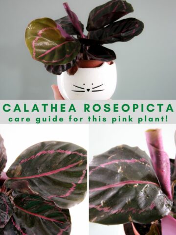 Calathea roseopicta plant care guide