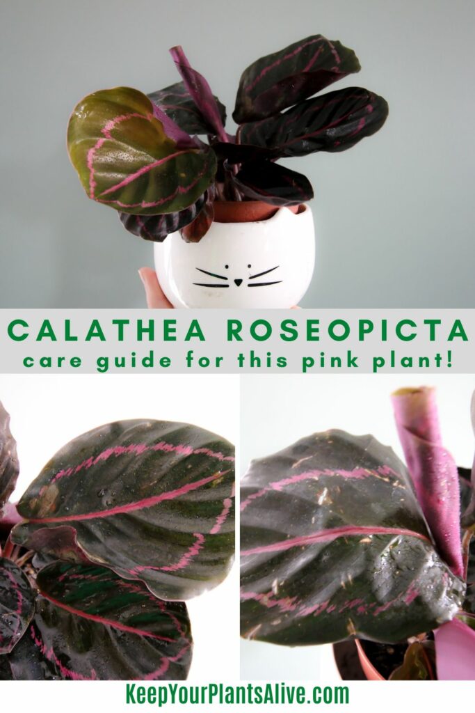 Calathea roseopicta plant care guide