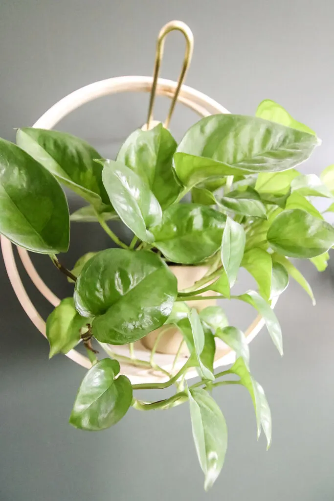 global greens pothos