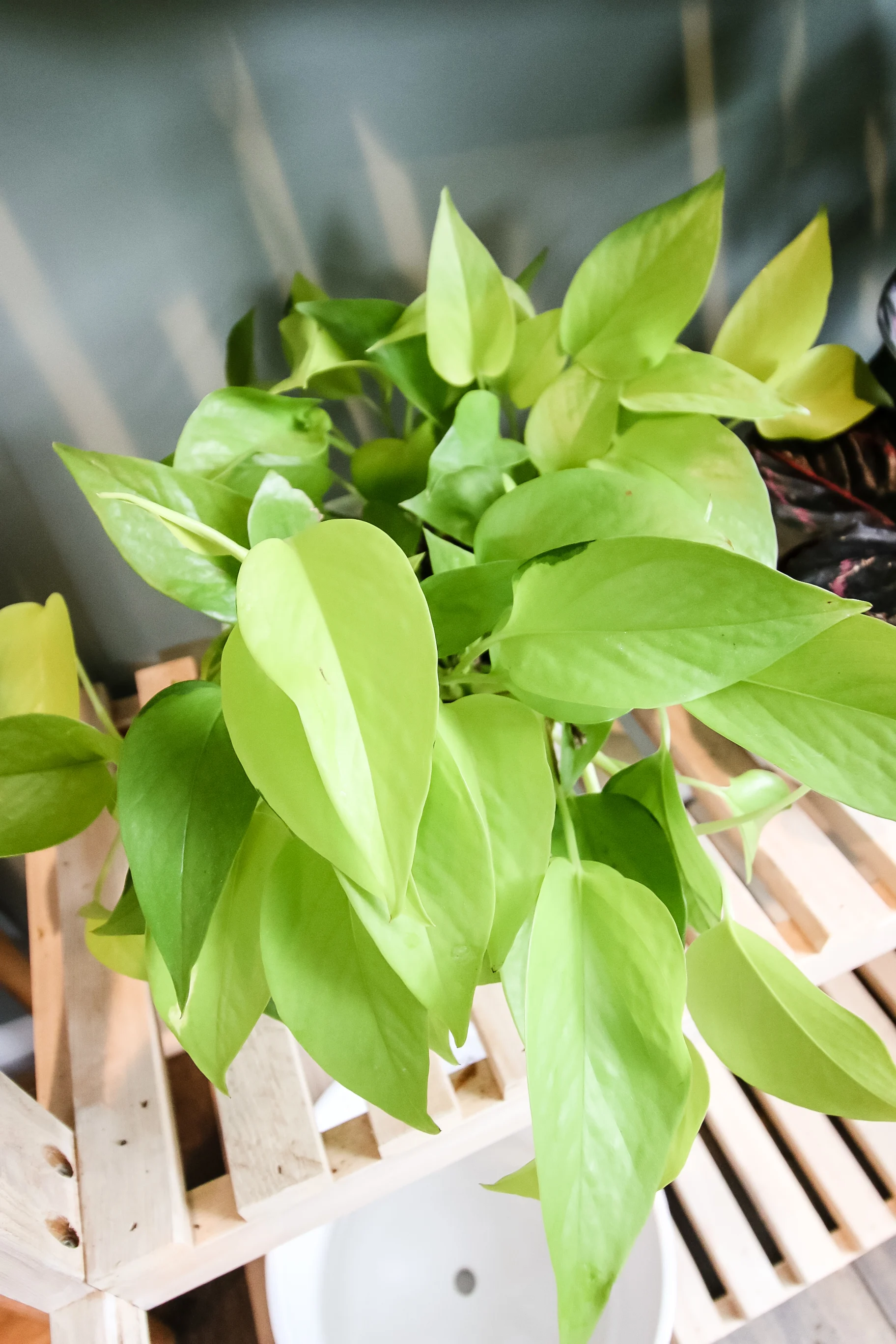 neon pothos