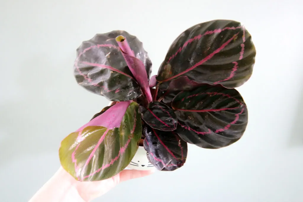 Calathea roseopicta plant close up