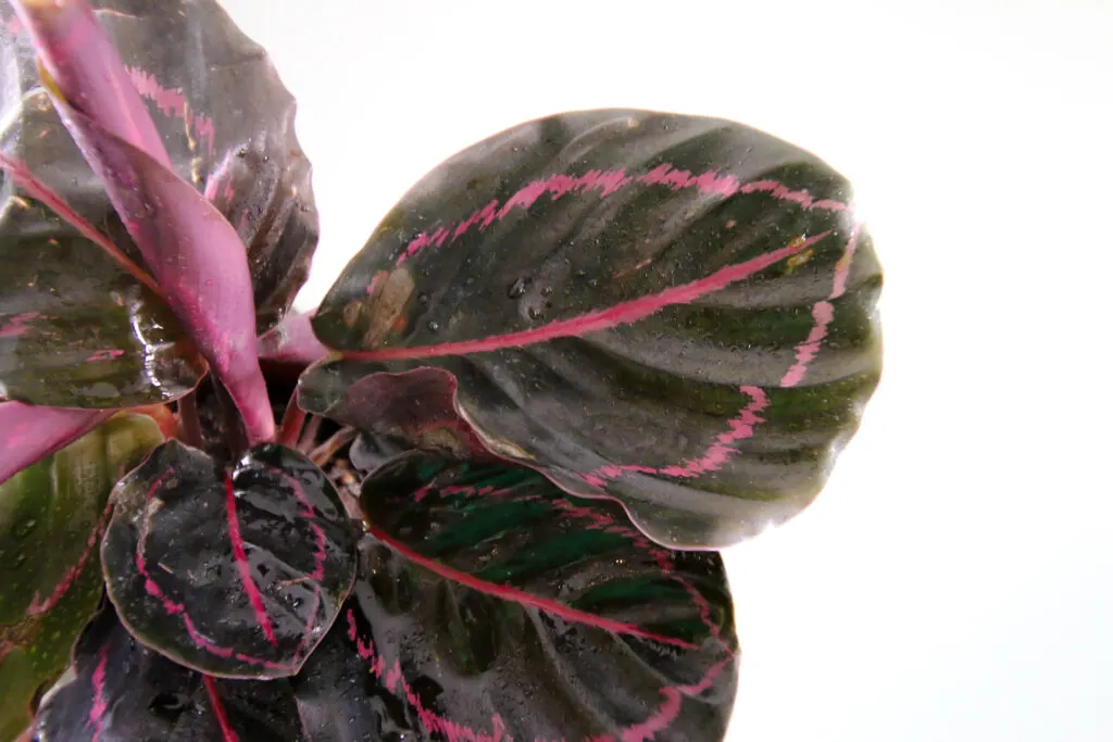 Calathea roseopicta plant close up