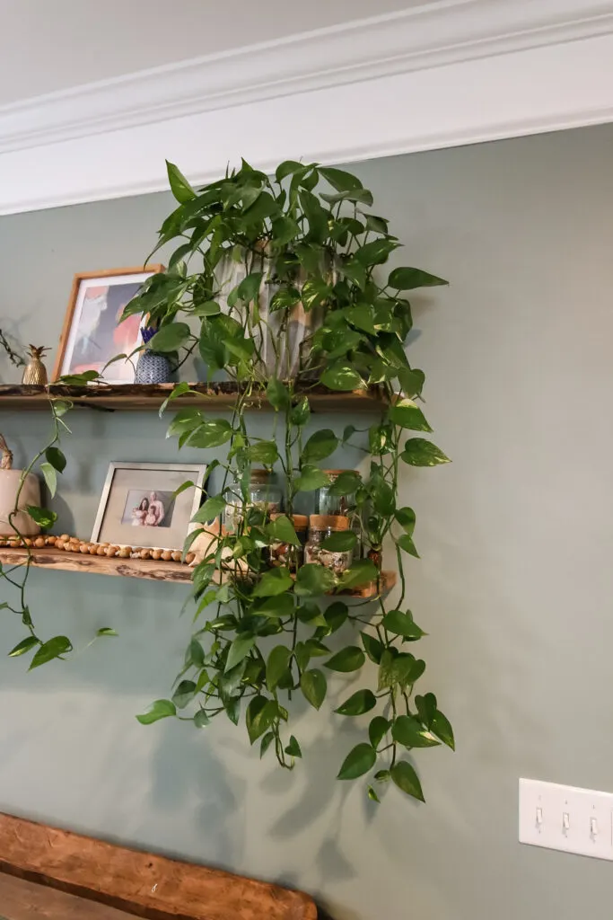 pothos in a pot on a shelf