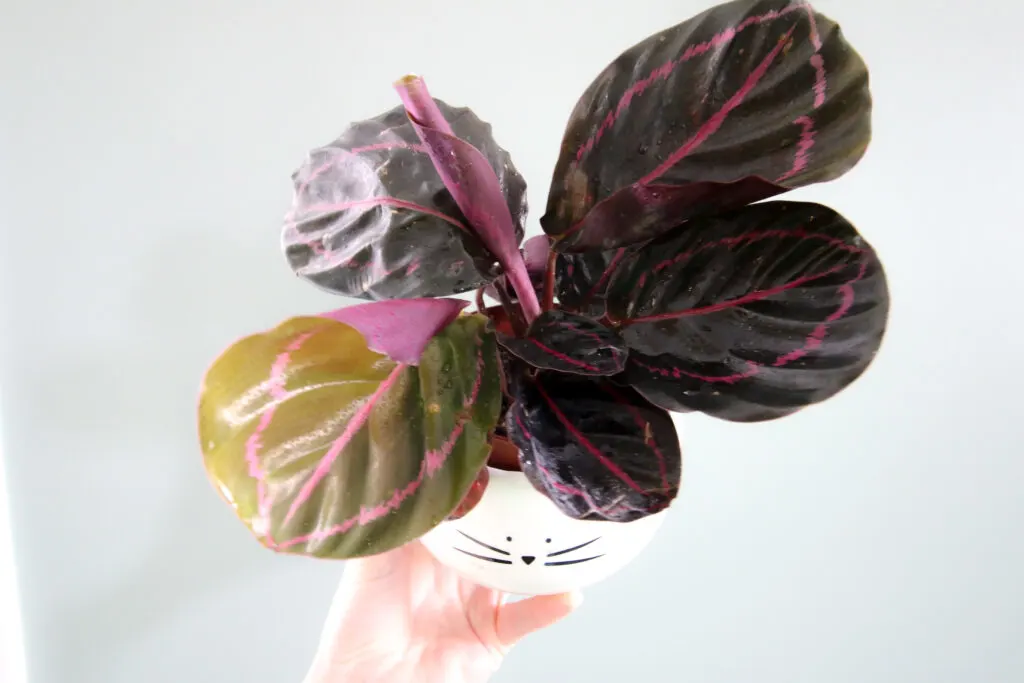 Calathea roseopicta plant close up