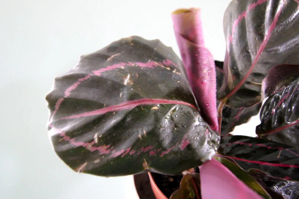 Calathea roseopicta plant close up