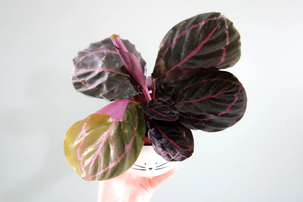 Calathea roseopicta plant close up