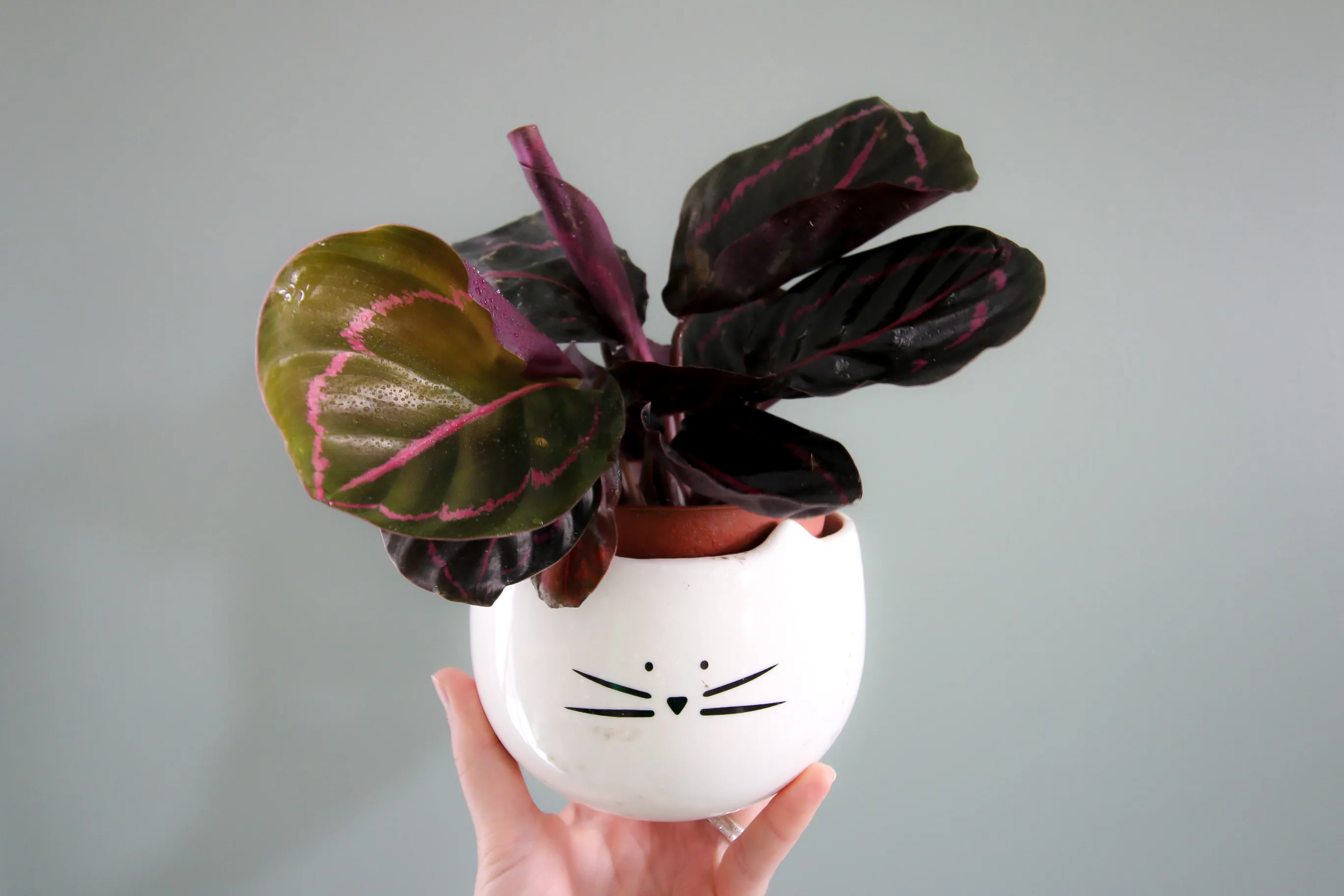 Calathea roseopicta plant in a pot