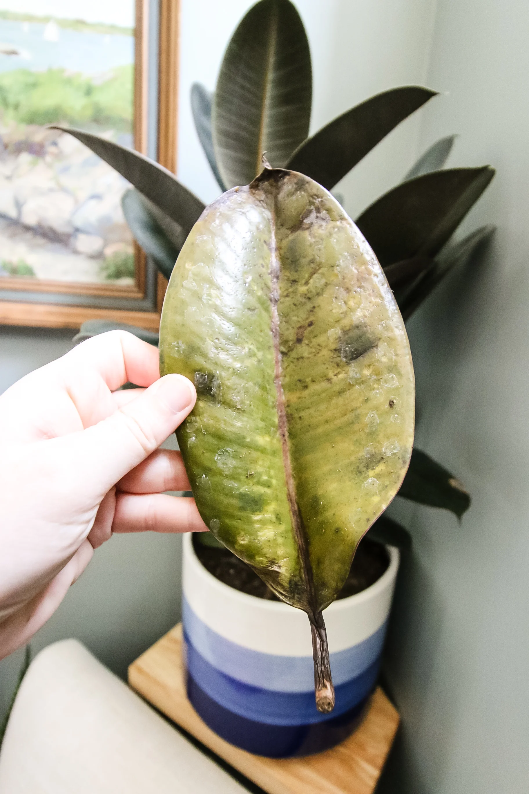 leaf that has fallen off a rubber plant