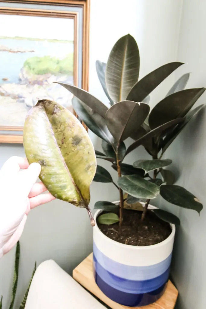 leaf that has fallen off a rubber plant