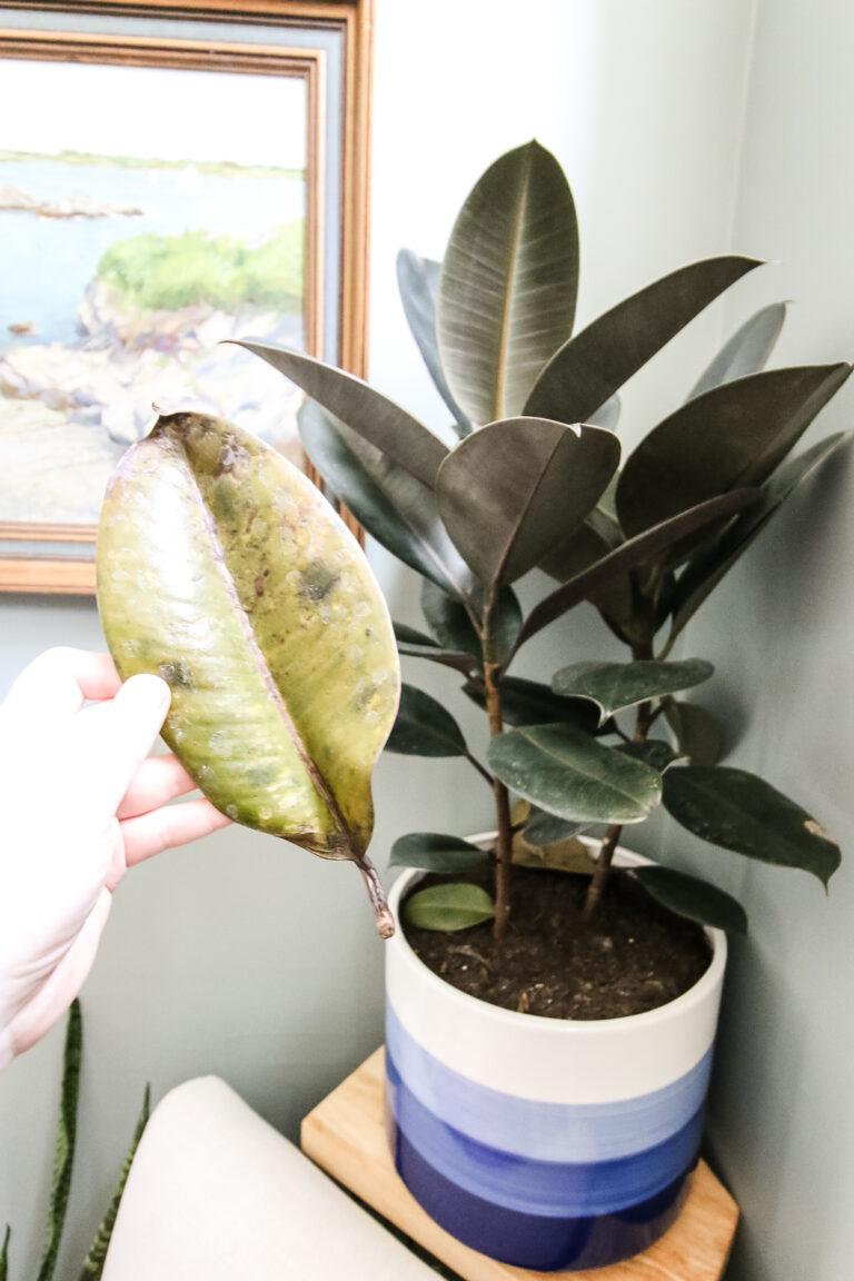Why is my rubber plant dropping leaves? keep your plants alive